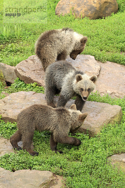 Braunbären (Ursus arctos)  drei Jungtiere  captive
