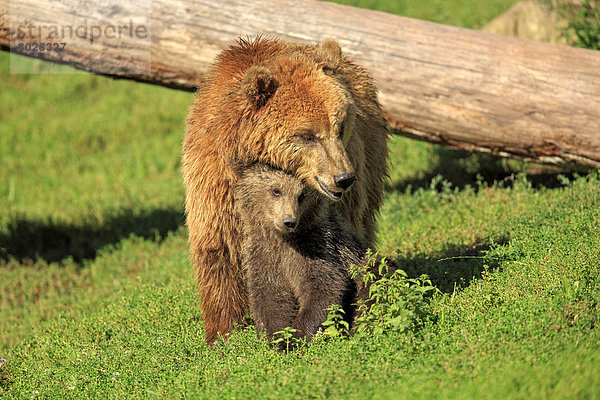 Braunbär (Ursus arctos)  Weibchen und Jungtier  captive