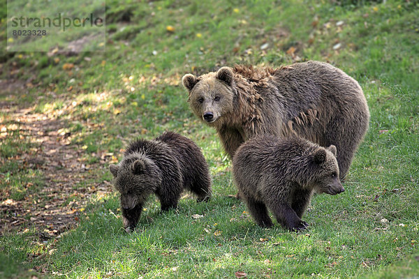 Braunbär (Ursus arctos)  Weibchen und Jungtiere  captive
