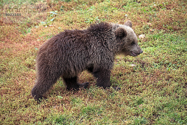 Braunbär (Ursus arctos)  Jungtier  captive