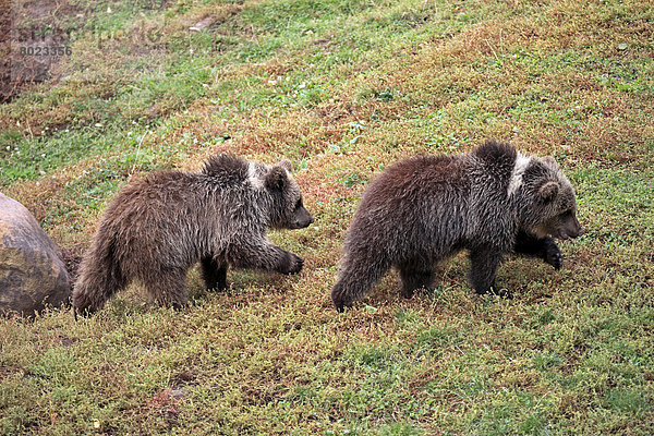 Braunbären (Ursus arctos)  zwei Jungtiere gehen hintereinander  captive