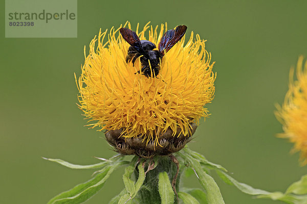 Große Holzbiene (Xylocopa violacea) sitzt auf gelber Blüte