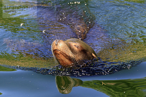 Kalifornischer Seelöwe (Zalophus californianus)  adultes Weibchen schwimmt im Wasser  captive  Zoo Krefeld
