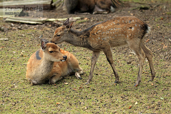 Sikahirsche (Cervus nippon)  Hirschkuh mit Jungtier  captive