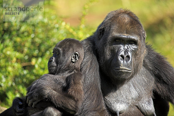 Westlicher Flachlandgorilla (Gorilla gorilla gorilla)  adultes Weibchen mit Jungtier  captive  Apenheul