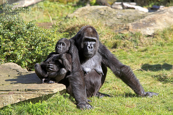 Westlicher Flachlandgorilla (Gorilla gorilla gorilla)  adultes Weibchen mit Jungtier  captive  Apenheul