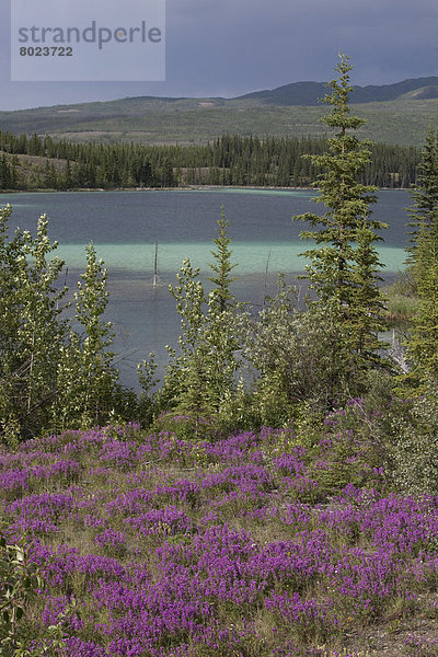 Berg-Weidenröschen (Epilobium montanum) in Blüte vor Twin Lakes mit türkisfarbenem Wasser