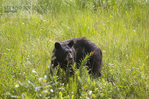Amerikanischer Schwarzbär (Ursus americanus) auf Futtersuche