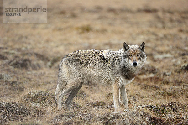 Wolf (Canis lupus) streift im Regen durch die arktische Tundra