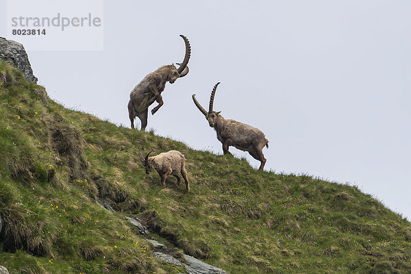 Alpensteinböcke (Capra ibex)  Böcke