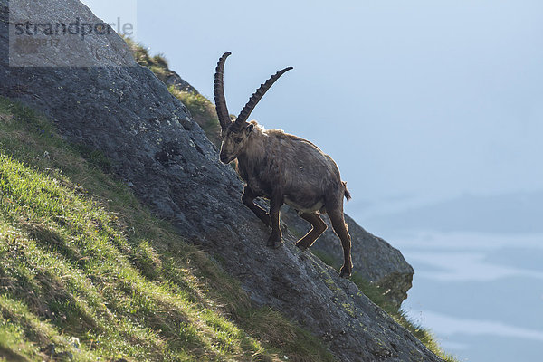 Alpensteinbock (Capra ibex)  Bock