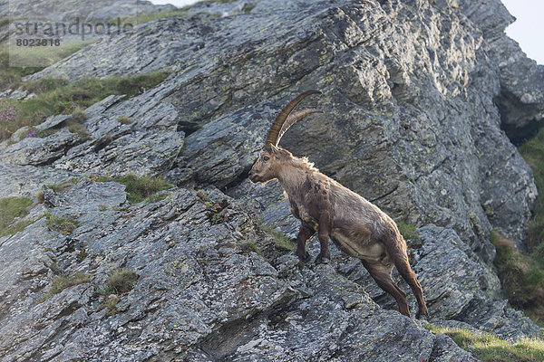 Alpensteinbock (Capra ibex)  Bock