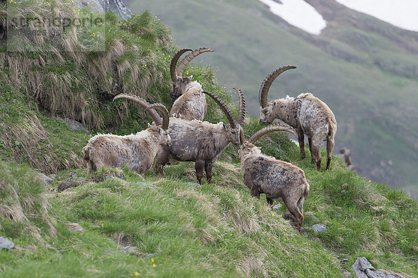 Alpensteinböcke (Capra ibex)  Böcke im Fellwechsel