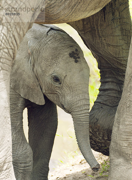 Afrikanische Elefanten (Loxodonta africana)  Elefantenkalb steht unter seiner Mutter