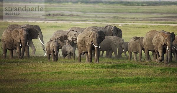 Afrikanische Elefanten (Loxodonta africana)  Elefantenherde zur Regenzeit