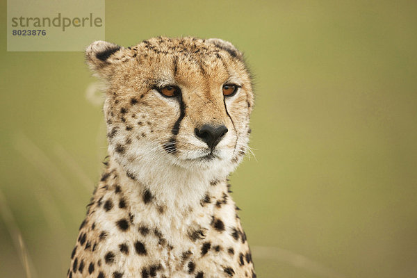Gepard (Acinonyx jubatus)  Portrait