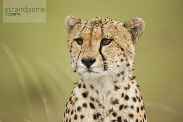 Gepard (Acinonyx jubatus)  Portrait