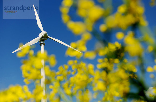 Windturbine Windrad Windräder hinter Blume gelb Raps Brassica napus