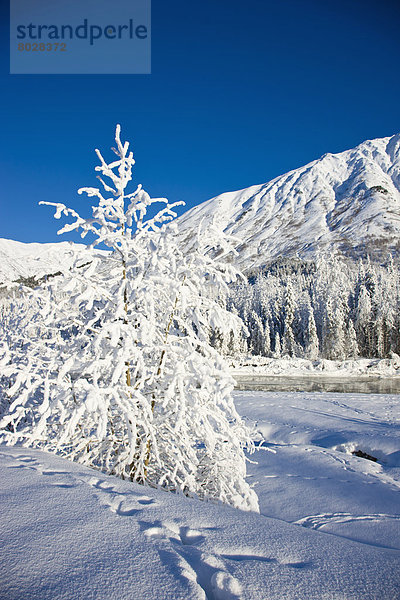 Winter  Osten  bedecken  Landschaft  Wald  Bach  vorwärts  Gabel  6  Kenai-Fjords-Nationalpark  Halbinsel  Schnee