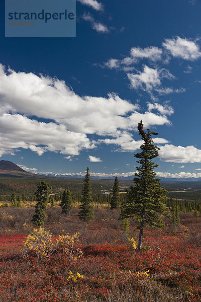 entfernt  Farbaufnahme  Farbe  Landschaftlich schön  landschaftlich reizvoll  Herbst  Bundesstraße  Ansicht  Denali Nationalpark  Alaska  Distanz  Tundra