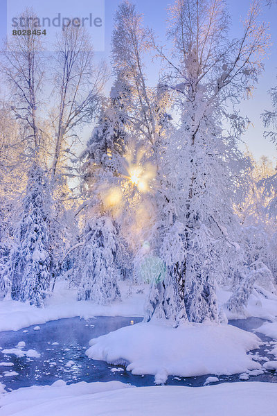 Quelle  bedecken  Amerika  klein  Wald  Nebel  Hintergrund  Sonnenlicht  Verbindung  Frost  Alaska  Anchorage  russisch  Sonne