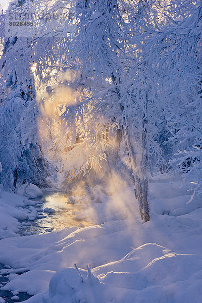 Quelle  bedecken  Amerika  klein  Wald  Nebel  Hintergrund  Sonnenlicht  Verbindung  Frost  Alaska  Anchorage  russisch  Sonne