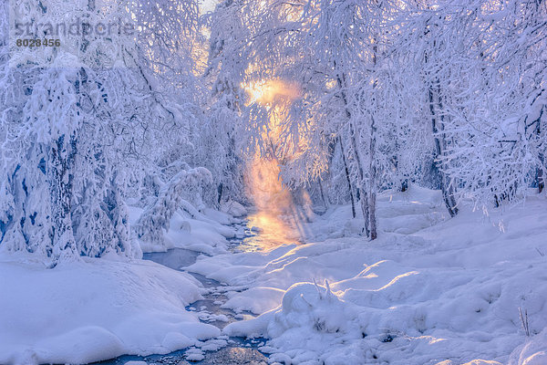 Quelle  bedecken  Amerika  klein  Wald  Nebel  Hintergrund  Sonnenlicht  Verbindung  Frost  Alaska  Anchorage  russisch  Sonne