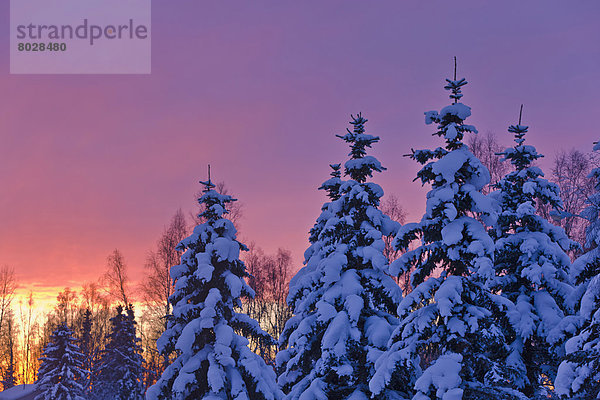 hinter  Quelle  Winter  bedecken  Amerika  Sonnenuntergang  Baum  Glut  Verbindung  Fichte  Alaska  Anchorage  russisch  Schnee