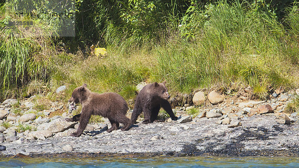 Braunbär  Ursus arctos  Wasser  Spiel  2  Jungtier  Bär