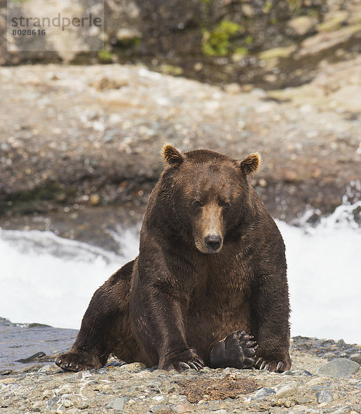 Braunbär  Ursus arctos  ruhen  Ecke  Ecken  Bär