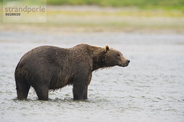 Braunbär  Ursus arctos  stehend  sehen  Amerika  Bach  Verbindung  Mikfik Creek  Bär  Alaska
