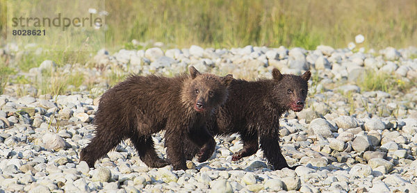 Braunbär  Ursus arctos  Zusammenhalt  Felsen  gehen  Boden  Fußboden  Fußböden  Jungtier  Bär