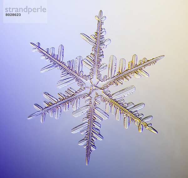 Form  Formen  sternförmig  zeigen  Amerika  unterhalb  Schneeflocke  fotografieren  Verbindung  Natürlichkeit  Klassisches Konzert  Klassik  Alaska  Anchorage  Mikroskop