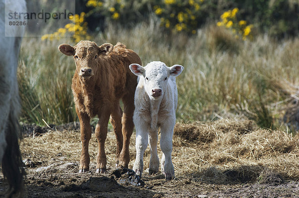 Two calves Iveragh peninsula county kerry ireland