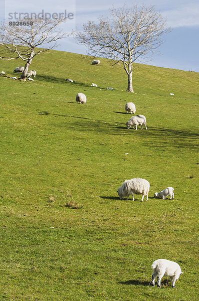 nahe  Hügel  Schaf  Ovis aries  Wiese  grasen