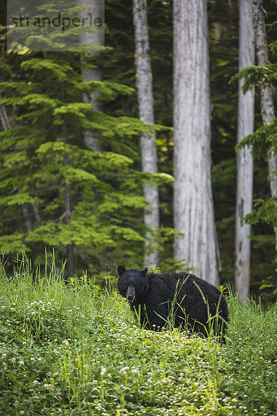 Schwarzbär  Ursus americanus  Baum  Hintergrund  Zeder  Klee  füttern