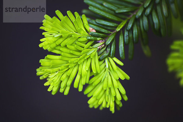 Farbaufnahme  Farbe  Wachstum  Zweig  Tanne  neu