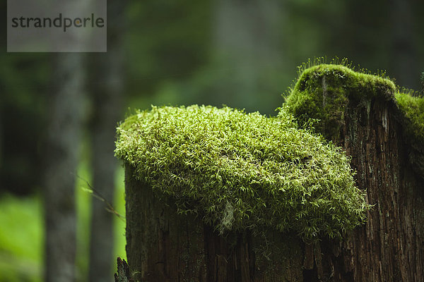 Baum  Mütze  hoch  oben  Baumstumpf  Moos  alt