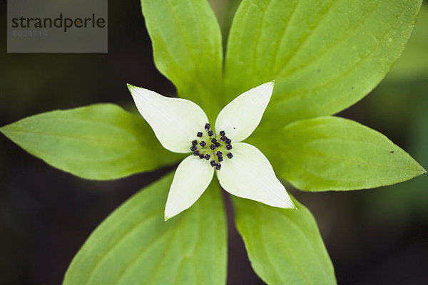 Blume  weiß  Symmetrie  Schwedischer Hartriegel  Cornus suecica  Hartriegel