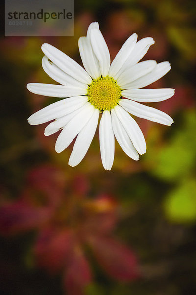 Farbaufnahme  Farbe  Gänseblümchen  Bellis perennis  Hintergrund