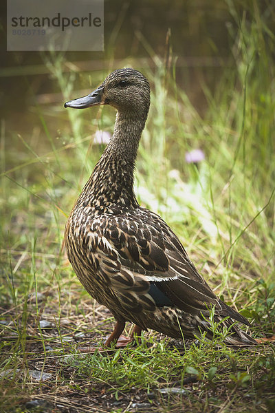 Wasserrand  Pose  Stockente  Anas platyrhynchos  Ente