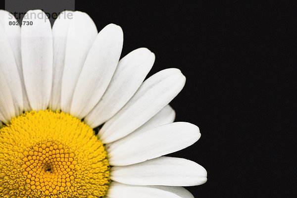 hoch  oben  nahe  Gänseblümchen  Bellis perennis  schwarz  Hintergrund