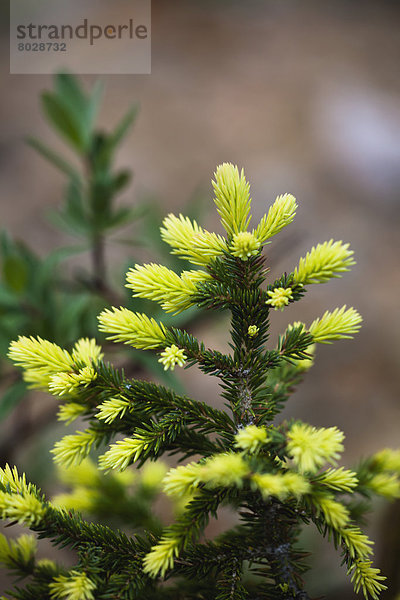 Helligkeit  Baum  klein  grün  Wachstum  Fichte  neu