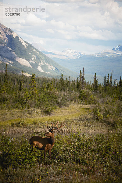 Elch  Alces alces  Nationalpark  nebeneinander  neben  Seite an Seite  Berg  Felsen  Hintergrund  Fluss  Athabasca River  Jasper Nationalpark