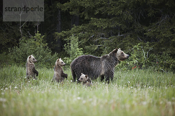 Grizzlybär  ursus horibilis  Grizzly  anprobieren  zuhören  3  sehen  übergeben  Geräusch  Jungtier  Mutter - Mensch