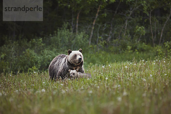 Grizzlybär  ursus horibilis  Grizzly  Mutter - Mensch  junges Raubtier  junge Raubtiere  füttern