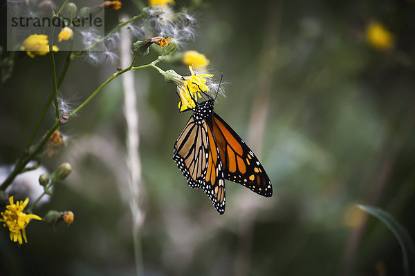 Ein orange monarch schmetterling füttert an einer gelben blume  Morden manitoba kanada