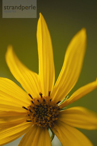 Helligkeit  Blume  gelb  Hintergrund  Blütenblatt  Olive