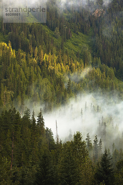 Morgen  Dunst  Berglandschaft  Wald