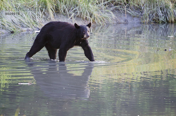 Schwarzbär  Ursus americanus  Wasser  Amerika  gehen  Ruhe  Spiegelung  Bach  Verbindung  Lachs  Alaska  Laich  Valdez